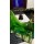 PARROT GREEN 