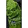 PARROT GREEN 