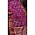 Dark pink 
