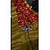IG5581  Pure handloom chiniya  pattu 
