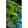 PARROT GREEN 