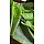 PARROT GREEN 