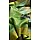 PARROT GREEN 