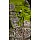 PARROT GREEN 
