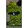 PARROT GREEN 